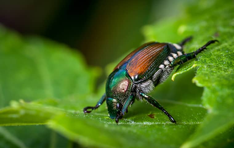 Japanese Beetles Emerge From Hiding In June & July a japanese beetle crawling on a leaf in michigan