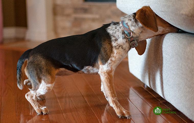 Canine Bed Bug Inspections Make Bed Bug Detection Easy a canine bed bug inspector sniffing a couch