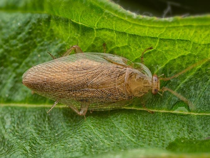 Control Cockroach Infestations & Prevent Them From Returning a pennsylvania wood cockroach in nj