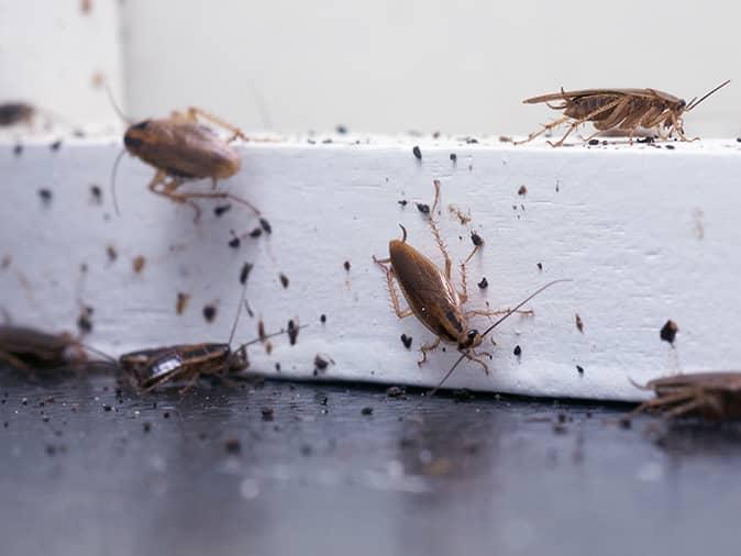 Find Out The Dangers And Diseases Cockroaches Can Bring Into Your NJ Home cockroaches infesting montclair, nj homes kitchen