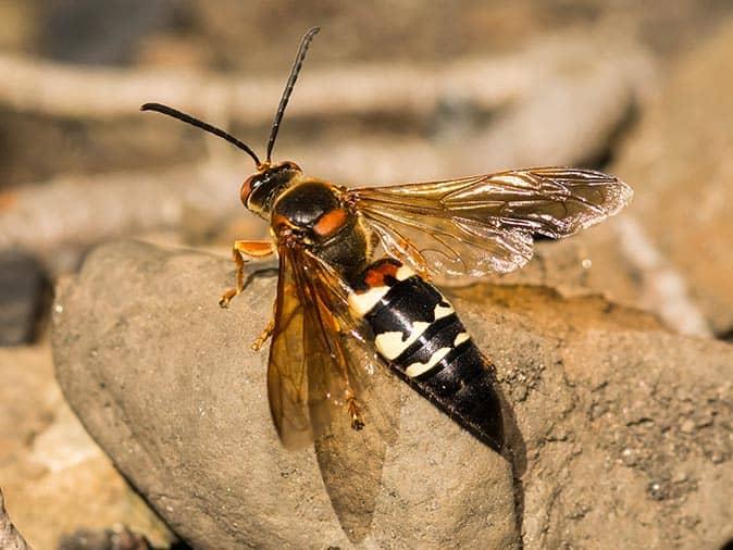 cicada killer