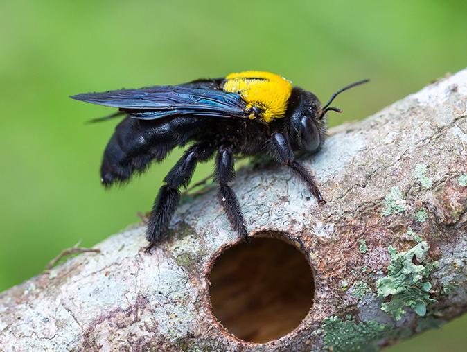 Carpenter Bee Activity In NJ Is At Its Peak carpenter bee in new jersey near its hole