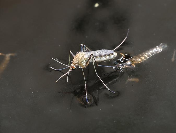 See When Mosquito Season Is Expected To Hit New Jersey mosquito looking for humans to feed on in new jersey yard