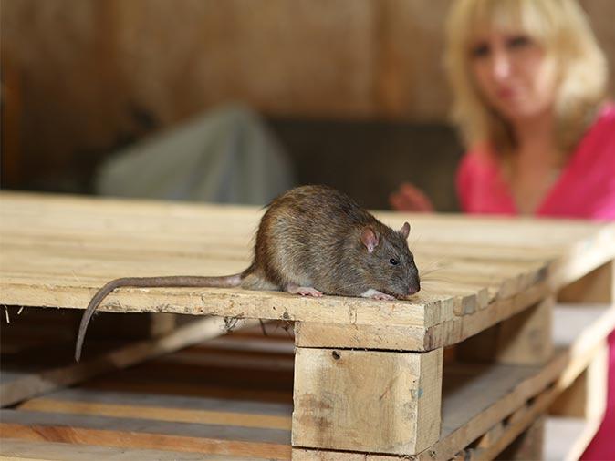 Don't Unpack An Infestation With Your Holiday Decorations rodent in house in south plainfield nj