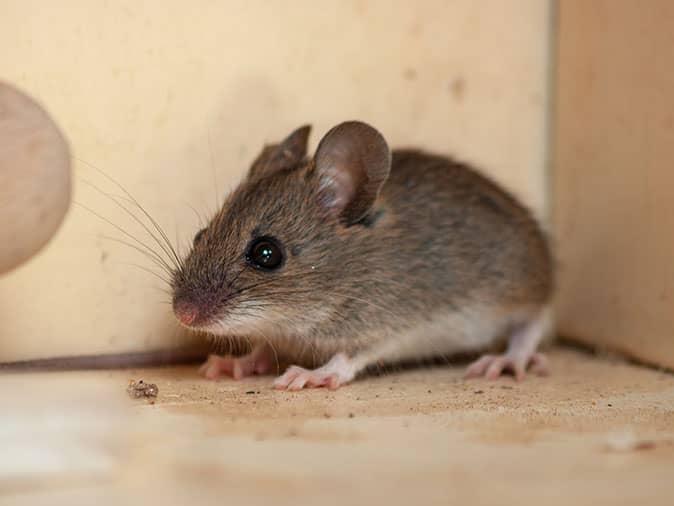 A Common House Mouse In New Jersey house mouse in nj home