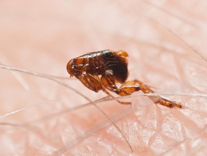 Find Out The Most Common Ways That Fleas Get Into Your New Jersey Home flea bouncing around a new jersey home after being brought inside by the family dog