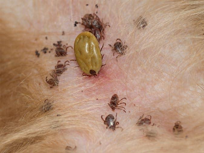 can a dog tick make a human sick