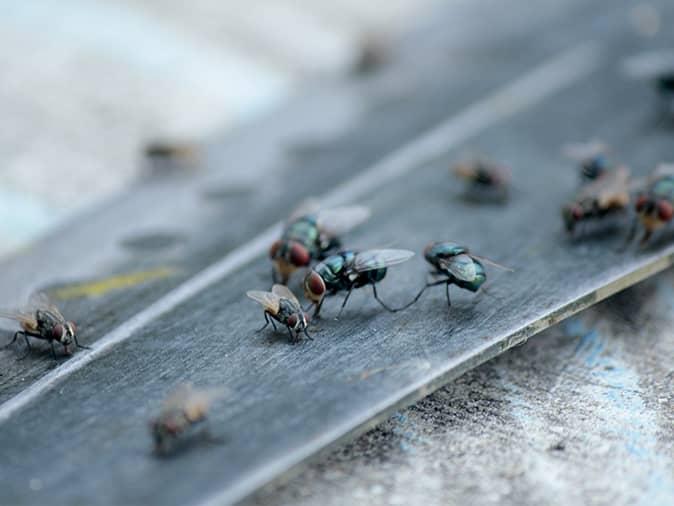 Fly Prevention Tips For New Jersey Homeowners house flies on a dirty knife inside a new jersey sink