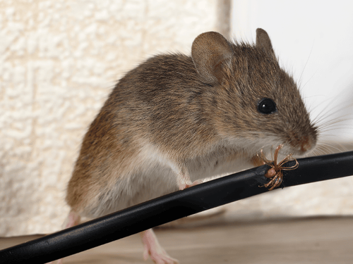Learn More About Mice & House Fires In New Jersey house mouse inside new jersey home chewing a wire