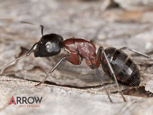 What You May Be Doing To Attract Carpenter Ants To Your New Jersey Home carpenter ant crawling on nj property