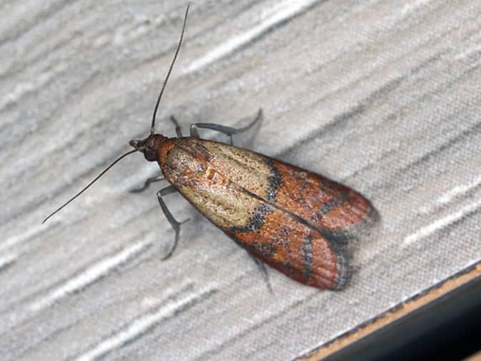 Learn Why It's So Difficult To Get Rid Of Indian Meal Moths In New Jersey indian meal moth infestation inside a new jersey home