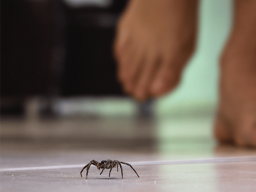 How Do Spiders Make Their Way Into My New Jersey Home In The Summer spider crawling across floor in front of homeowner