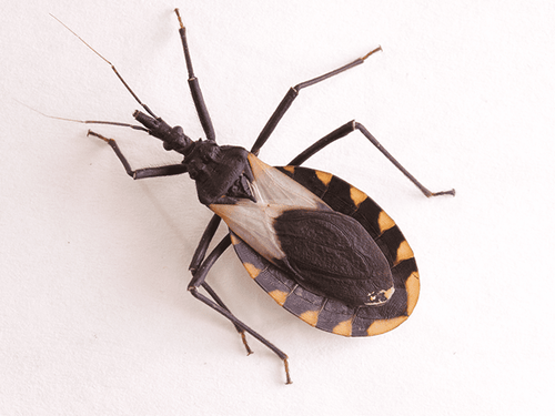 Learn More About Kissing Bugs In New Jersey kissing bug in nj