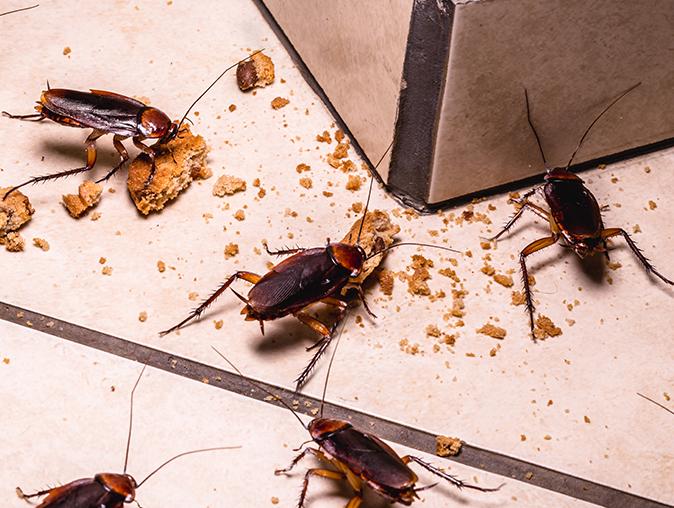 What Pests Should I Expect In My New Jersey Home During The Winter & Late Spring pest-free home in new jersey