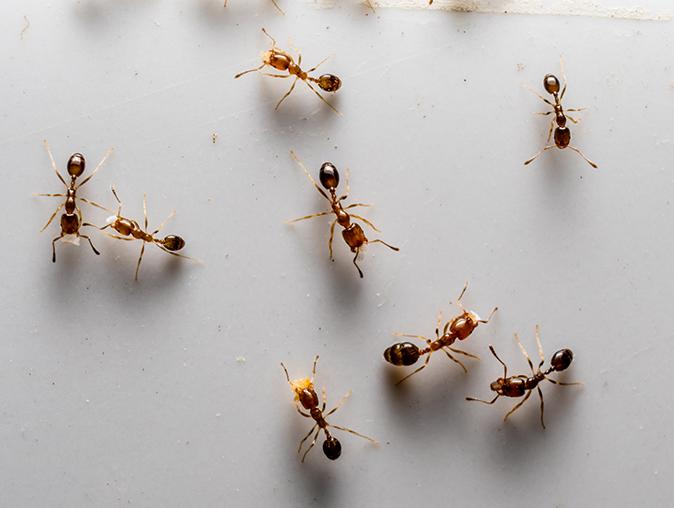 sugar ant crawling inside montclair nj home