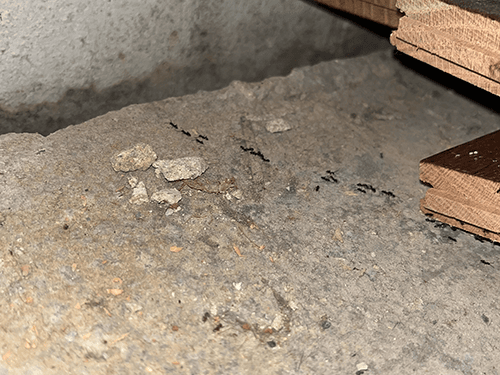 Odorous House Ant Infestation In A New Jersey Home odorous house ants crawling in bergen county basement