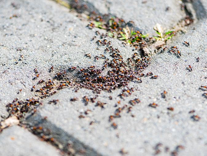Learn More About A Common New Jersey Pest: The Pavement Ant pavement ant crawling around new jersey home