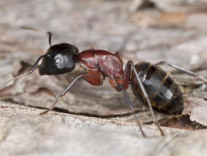 Outdoor Ant Prevention Tips For New Jersey Homeowners ants infesting a new jersey lawn