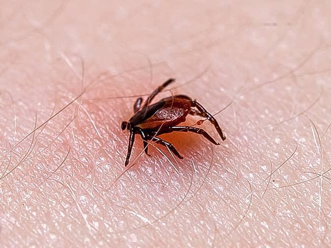 See Why Tick Treatments In The Fall Help Reduce Tick Problems In The Spring tick attached to montclair nj homeowner