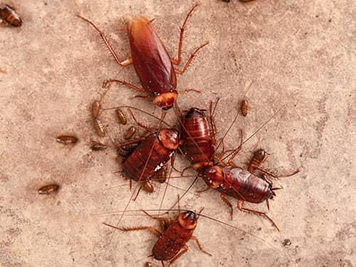 Why Insect Activity May Increase After You Start A Professional Pest Control Service roaches on kitchen floor of paramus nj home