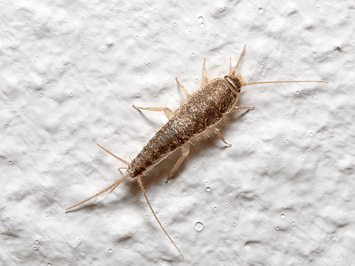Silverfish Identification silverfish in hamilton, new jersey