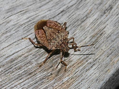 Learn More About Stink Bug Prevention Techniques In New Jersey stink bug on an outdoor chair on a north bergen nj deck