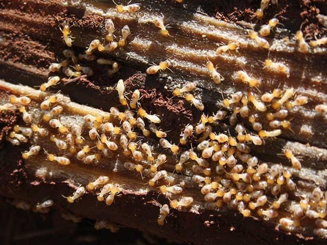 How To Prevent Termites From Infesting Your New Jersey Home termite infesting a new jersey home and causing structural damage
