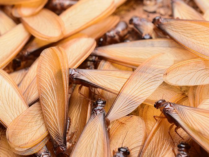 See Why You Should Be Concerned About Flying Termites In New Jersey group of termite swarmers outside a new jersey home