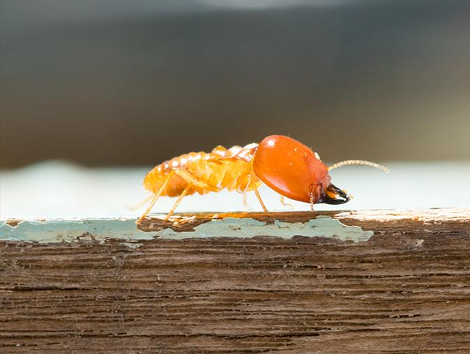 Learn How Weather Affects Termite Activity & What To Expect For Termite Season In New Jersey termite eating away at a new jersey home