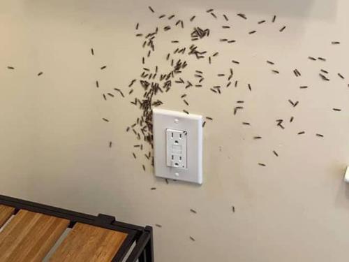 Learn More About Termites During 2022 Termite Awareness Week At Arrow Pest Control termites infesting a new jersey home