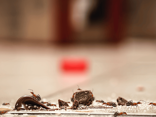 New Jersey Homeowners Can Take These Steps To Keep Ants Out Of Their Kitchen odorous house ants on a kitchen floor in a new jersey home