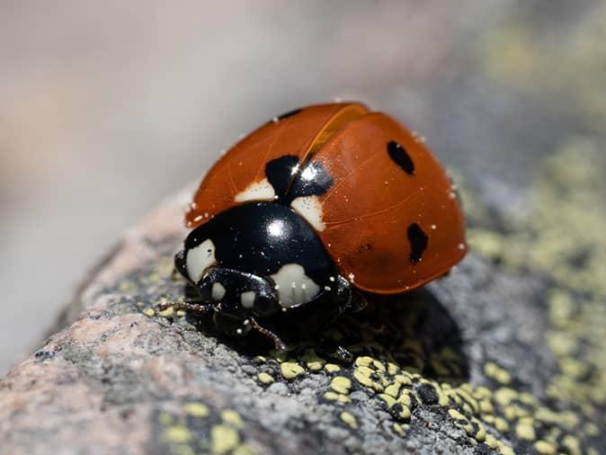 Lady Bug Identification & prevention tips lady bug in hudson county, new jersey