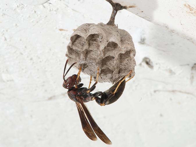 The Different Types Of Bees & Wasps In New Jersey a bee in new jersey