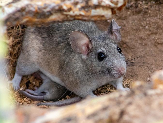 Prevent Rodents And The Problems They Cause Around Your New Jersey Home roof rats eating food from new jersey homes garbage