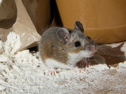 Find Out More About When Mice Infestations Are The Worst mouse inside a new jersey home looking for food