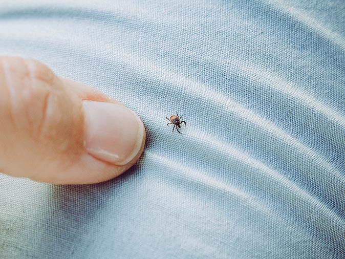 When You Can Expect Tick Activity To Increase In New Jersey tick on a new jersey's homeowners pants after being in the woods