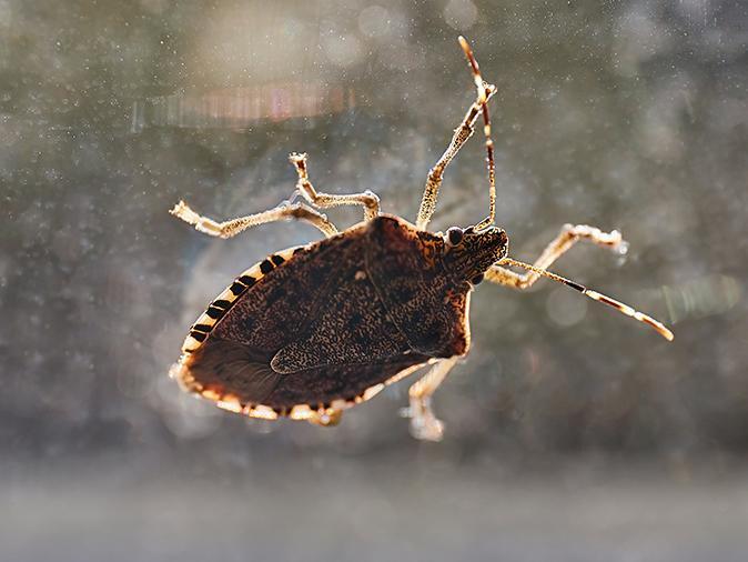 Professional Stink Bug Control Services In New Jersey stink bug inside a new jersey home