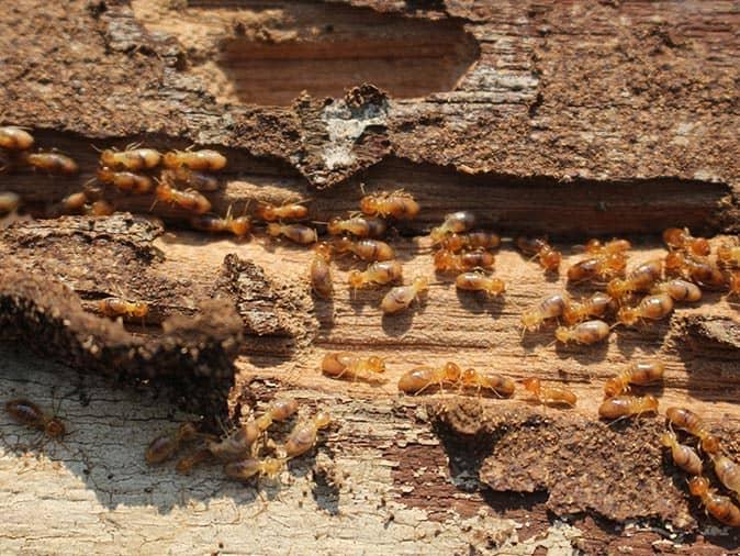 Find Out How To Protect Your New Jersey Home From Termites Before It's Too Late termite infestation in a new jersey home