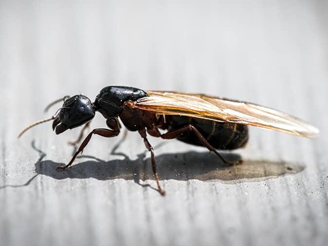 Are Termites Worse Than Carpenter Ants In New Jersey? winged ant in new jersey
