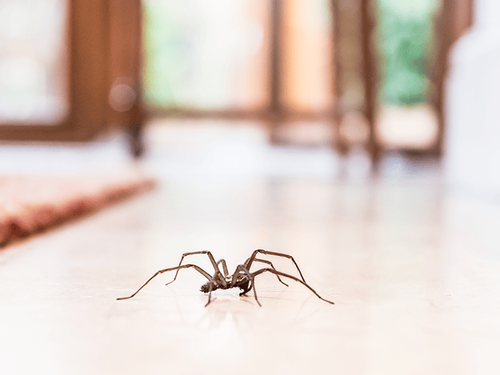 See Reasons You May Have A Spider Problem In Your New Jersey Home spider crawling across new jersey living room floor