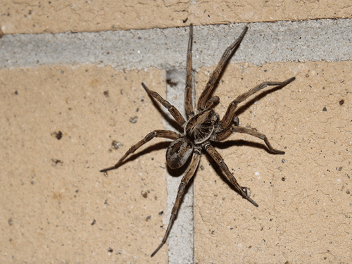 Wolf Spider Identification & Control wolf spider in chatham, new jersey