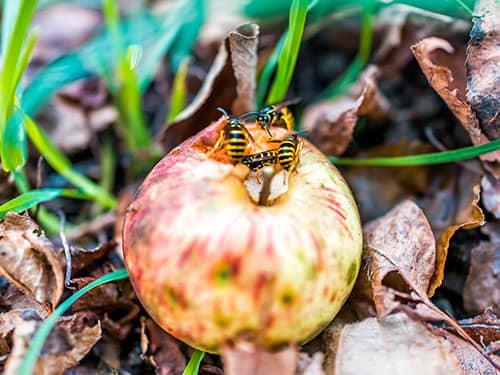 yellow jackets eating an apple on the ground in paramus nj
