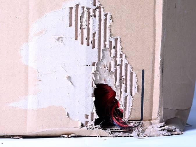 Learn More About Preventing Rodent Damage Around Your Home mice damage cardboard boxes by chewing