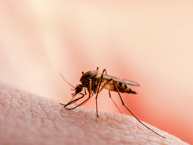 Get More Information On the Recent Cases Of West Nile Virus In New Jersey west nile virus carrying mosquito outside of a new jersey home