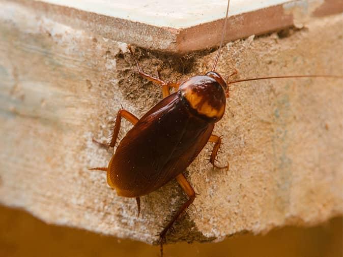 American Cockroach Facts & Treatment Options an american cockroach on a garage shelf in edison, nj