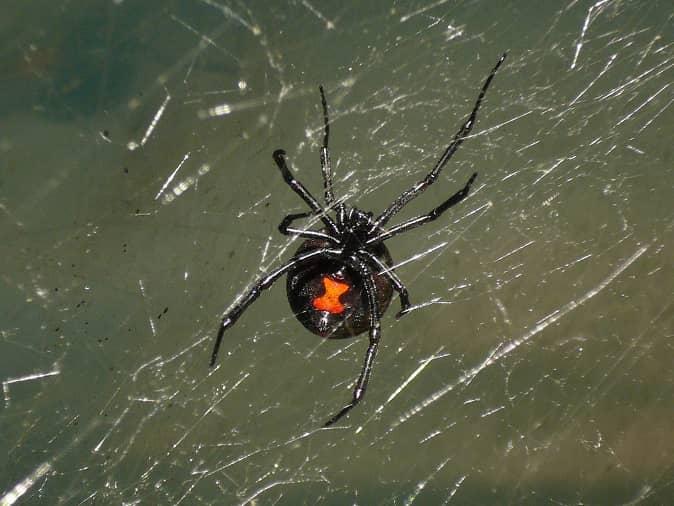 Black Widow Spider Information & FAQs For New Jersey Homeowners black widow spider lurking in new jersey basement