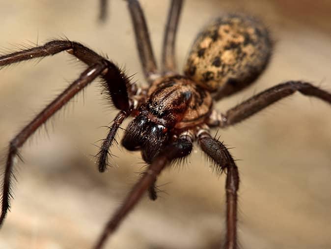 Find Out When To Expect Spiders To Invade Your Home common house spider on a kitchen table in a new jersey dining room