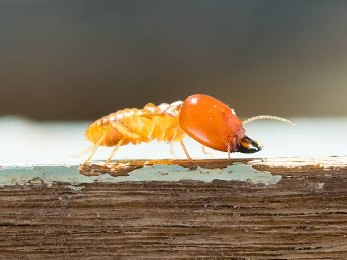 Find Out The Differences Between Flying Ants & Swarming Termites termite on a damaged log outside a new jersey home