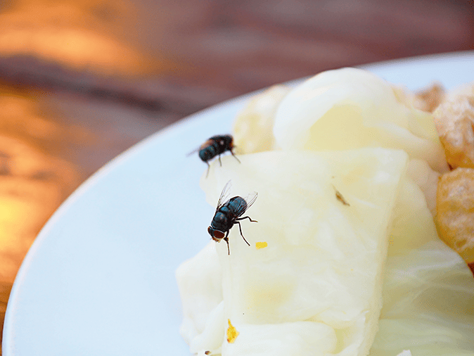 Do You Know What's In Your Food? Learn More About Why Pest Control For Your Business Is So Important flies on food in new jersey restaurant