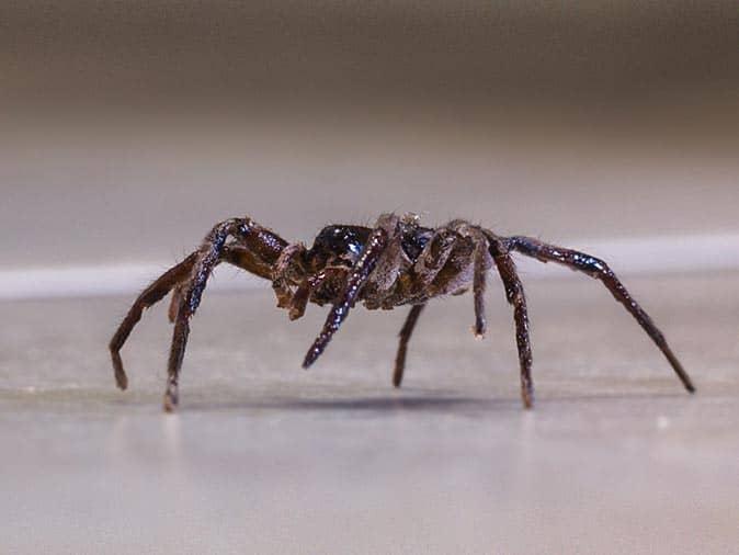 A Complete Guide To House Spiders In New Jersey